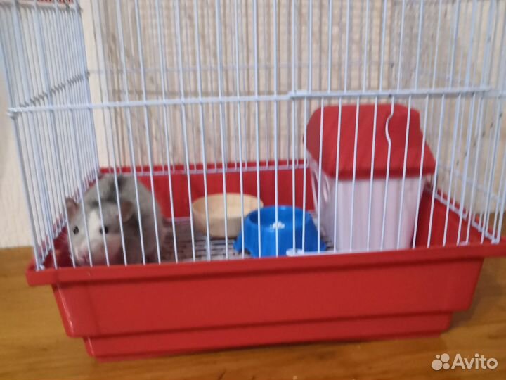 Крыска ручная дамбо