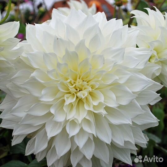 Черенки сортовых георгин (часть 3 )