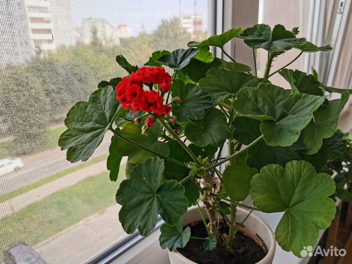 Герань пеларгония красная