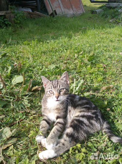 Отдам котенка в добрые руки