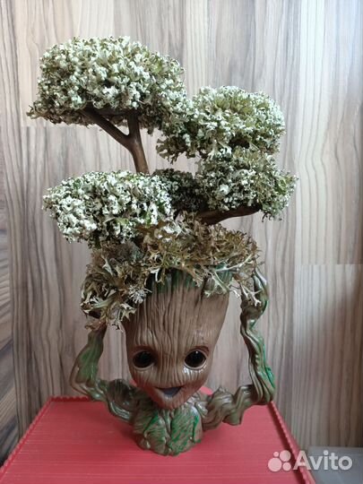 Грут с цетрарией