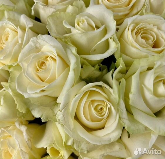 Букет 101 белая роза, цветы, доставка