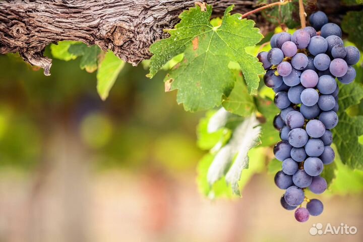 Виноград Шираз