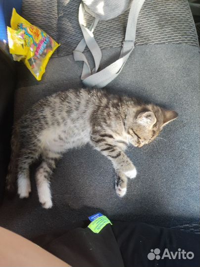 Кошка в дар