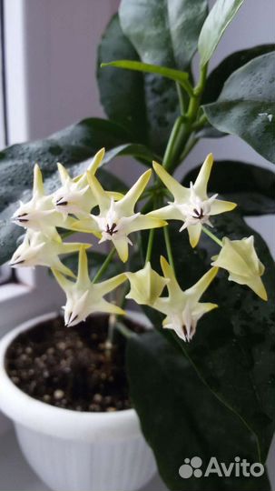 Комнатные растения