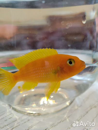 Рыба цихлида Красная Зебра 9 см