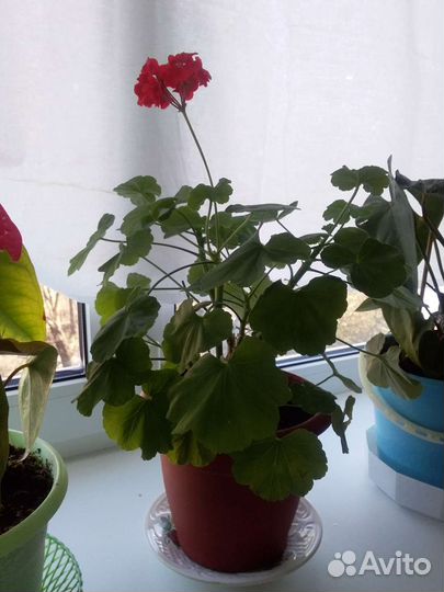 Герань пеларгония