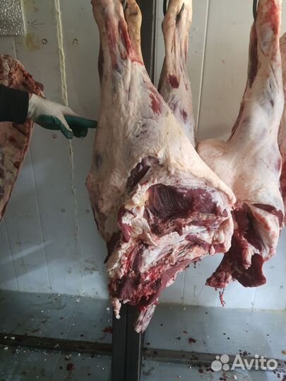 Мясо говядина домашняя телятина-быки свежее