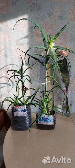 Алоэ лечебное