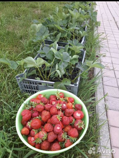 Рассада клубники