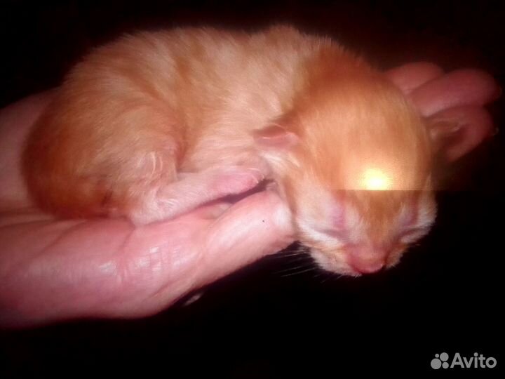 Продаю котёнка
