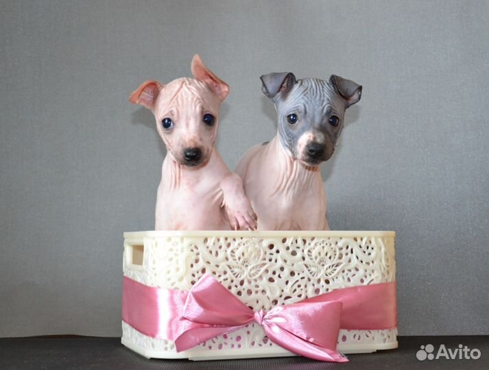 Щенки американского голого терьера на любой вкус