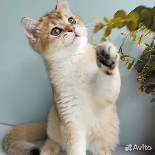 Золотая шиншилла