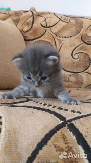 Котятки в добрые руки