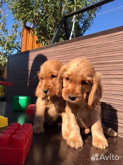 Кокер спаниель