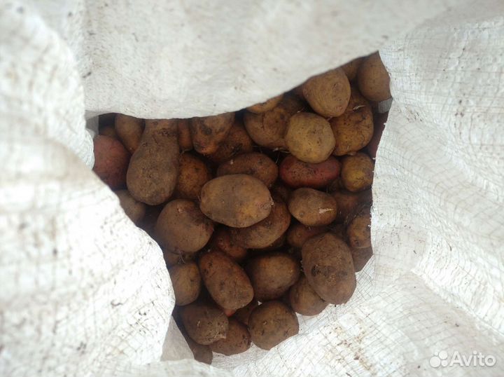 Картофель