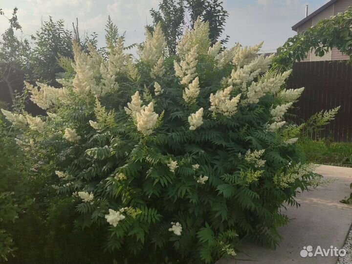 Спирея рябинолистная