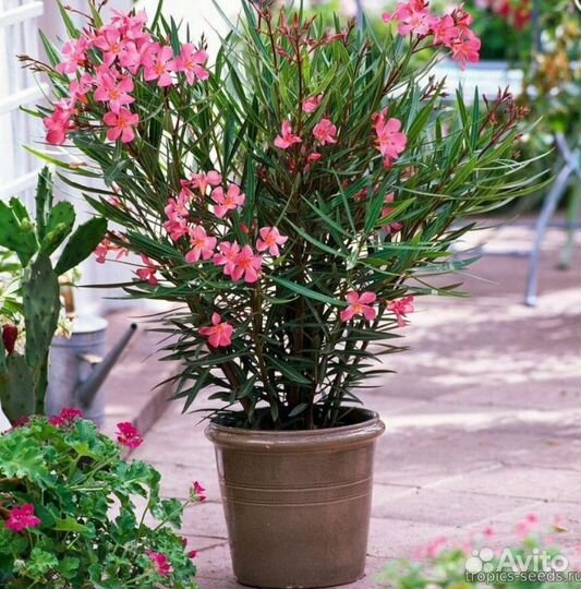 Семена Олеандр карликовый