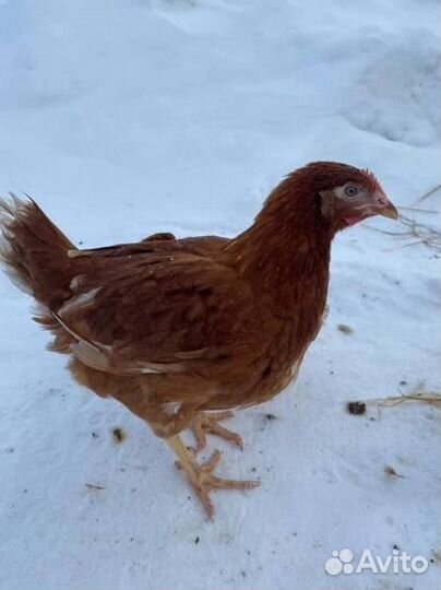 Куры Несушки