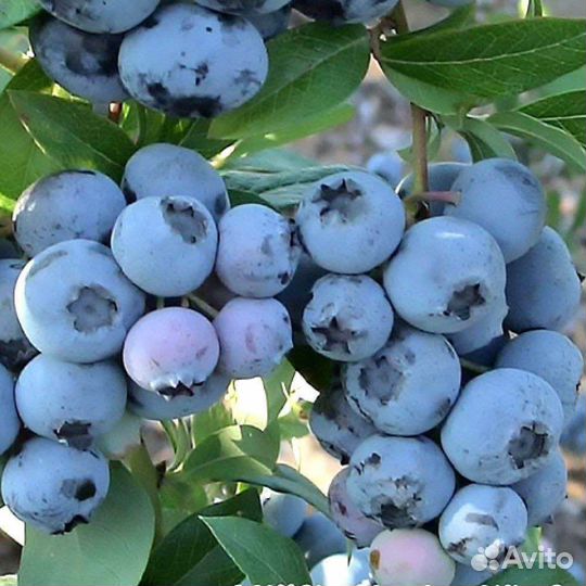 Саженцы растений от питомника 