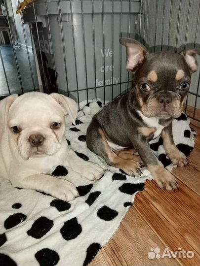 Французский бульдог щенки мини