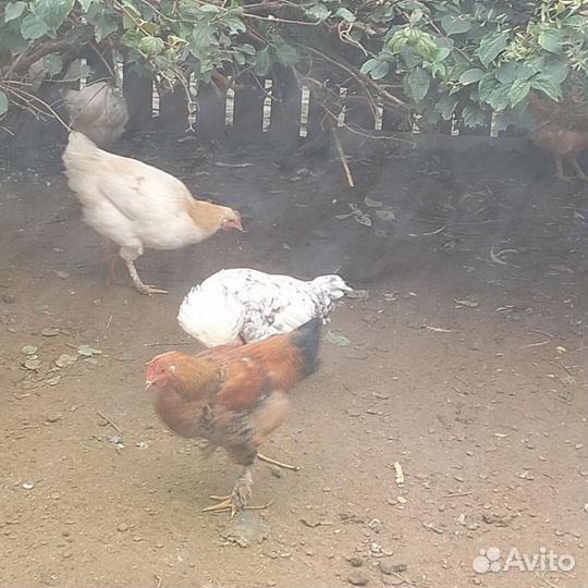 Молодые петухи