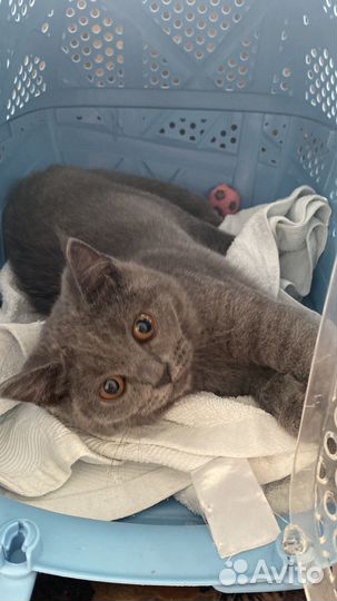 Британская