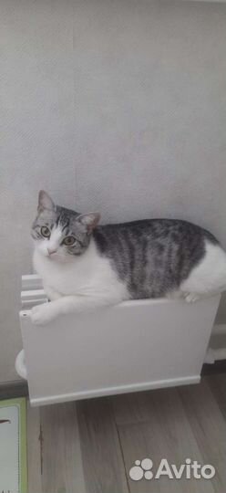 Кошка в дар бесплатно