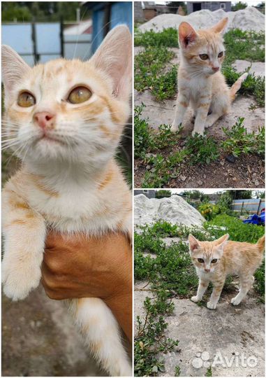 Кошки в добрые руки бесплатно