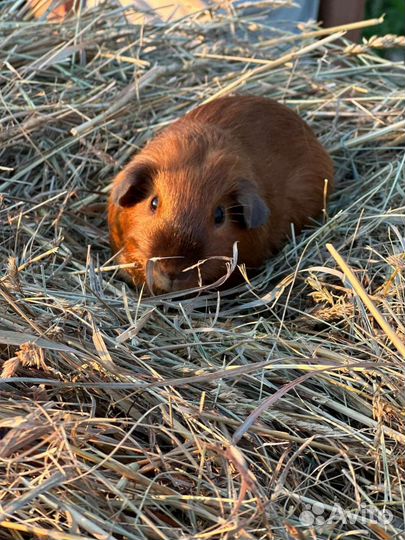 Морские свинки