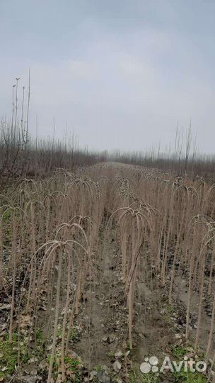 Штамбовая шелковица