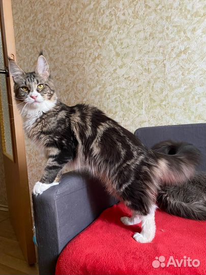 Мейн-кун Баунти