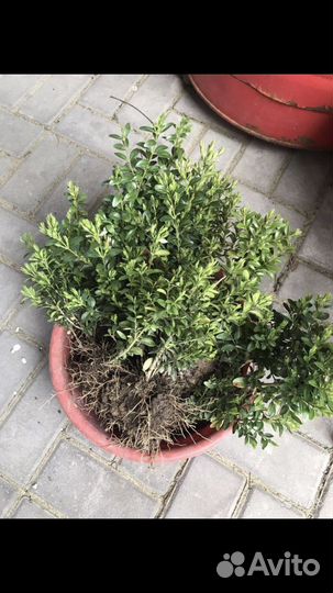 Самшит зимующий