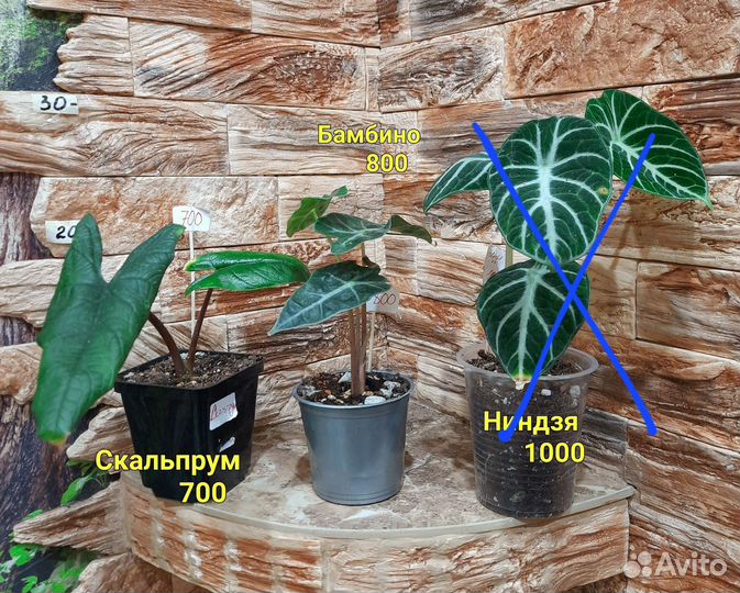 Алоказия детки разные