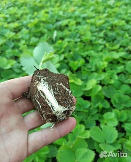 Рассада клубники клери альба