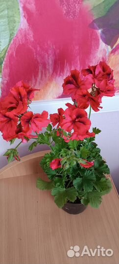 Герань пеларгония королевская