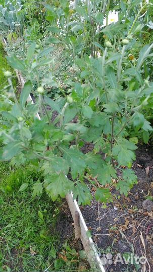 Хризантема