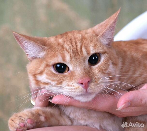 Кошка Мия малышка