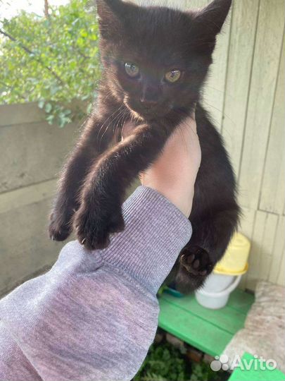 Кошки в добрые руки бесплатно