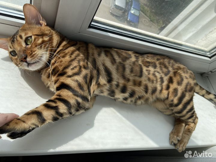 Бенгальский кот вязка