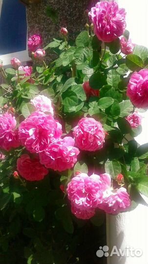 Саженцы легендарной розы Duchesse Cambridge