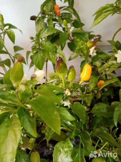 Перец острый 