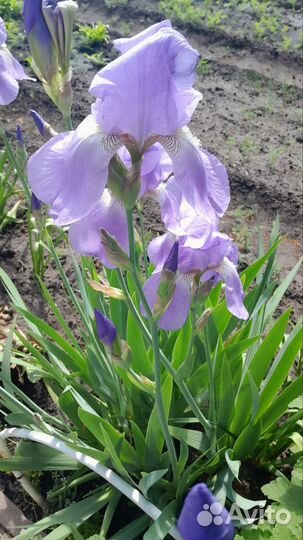Ирисы