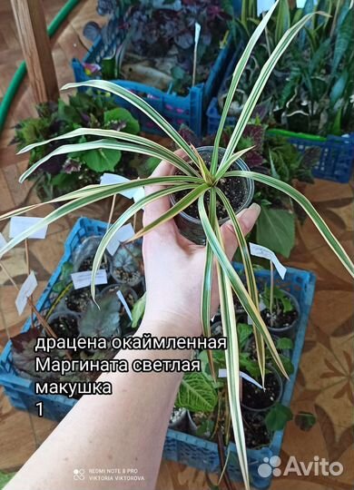 Драцена окаймленная Маргината