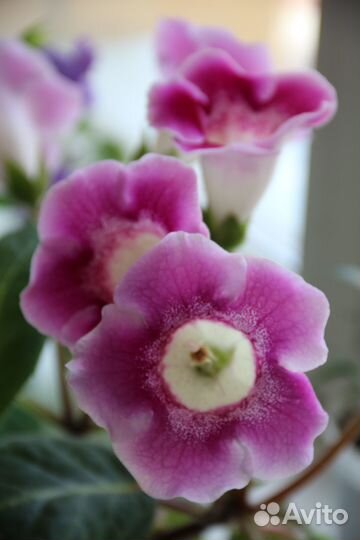 Глоксинии цветущие