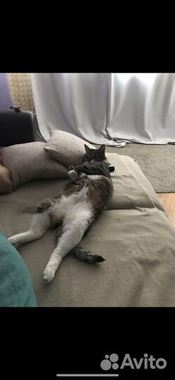 Кот бесплатно