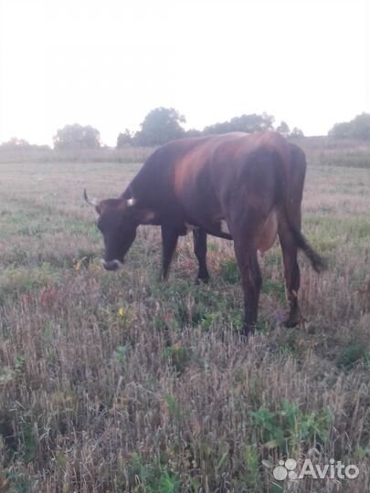 Корова стельная дойная