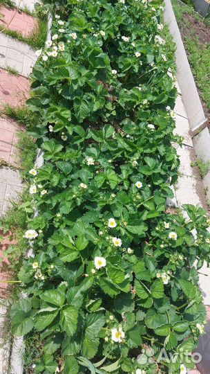 Клубника купчиха