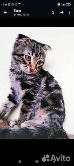 Девочка. Мальчик звоните