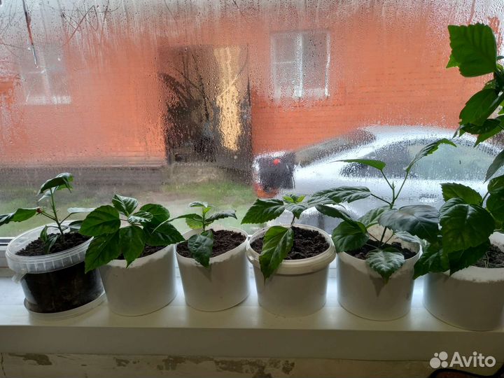 Бесплатно роза китайская